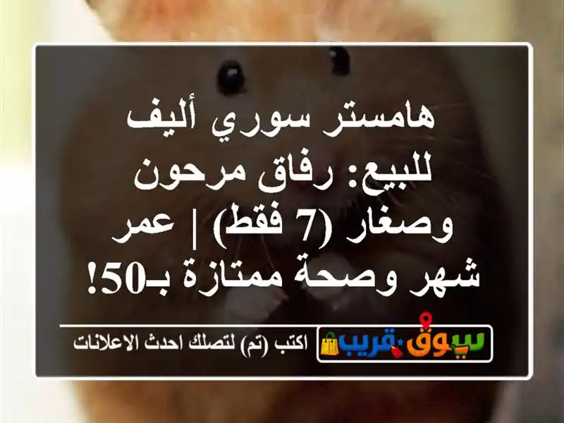 هامستر سوري أليف للبيع: رفاق مرحون وصغار (7 فقط) |...