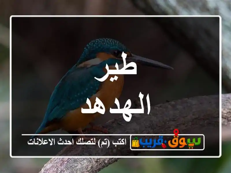 طير الهدهد