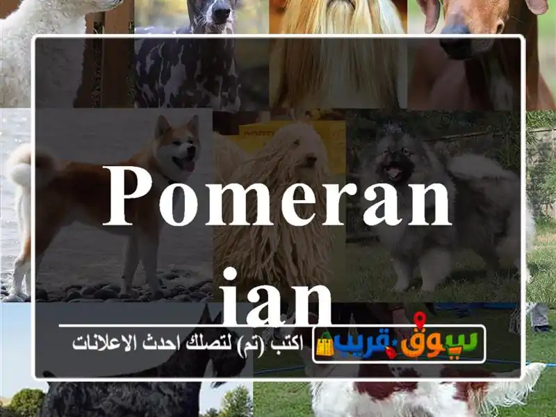 Pomeranian