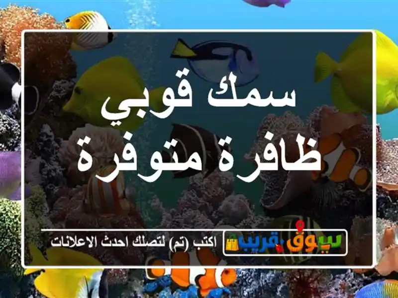 سمك قوبي ظافرة متوفرة