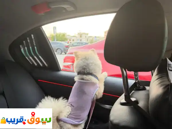 كلبة مميزة ولعوبة للبيع في عجمان مع كامل أغراضها...