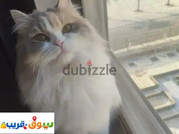 قطة للتبني مجانا