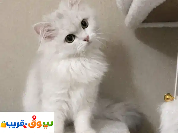 للتبني قطتين شيرازي مصابين في عيونهم عمرهم ٣ اشهر