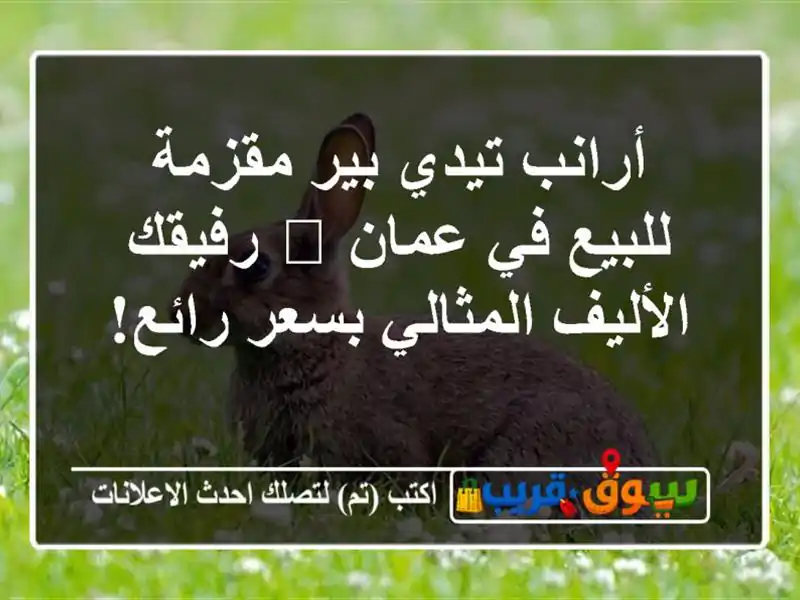 أرانب تيدي بير مقزمة للبيع في عمان 🐾 رفيقك...
