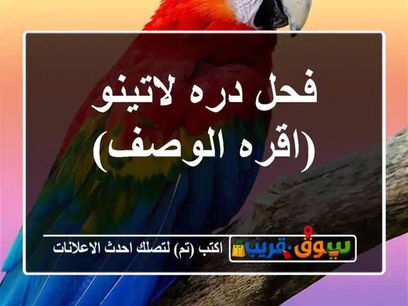 فحل دره لاتينو (اقره الوصف)