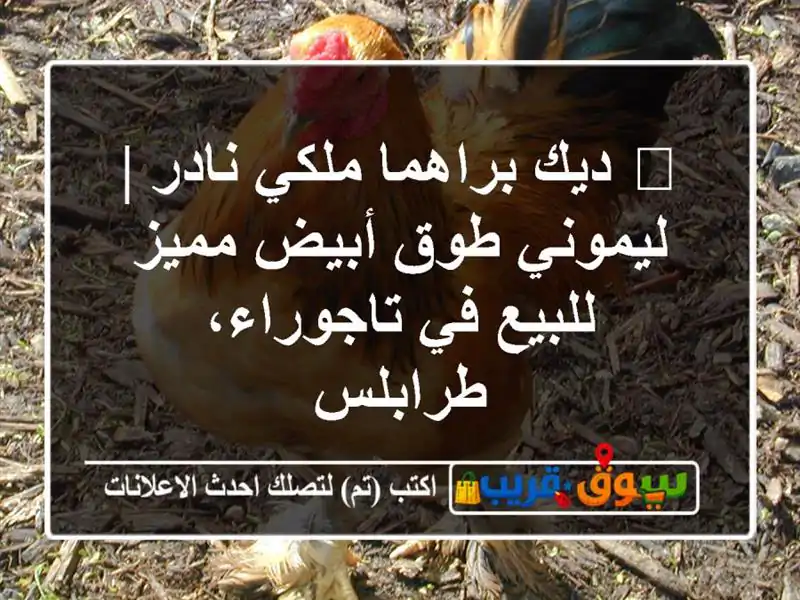 👑 ديك براهما ملكي نادر | ليموني طوق أبيض مميز للبيع...