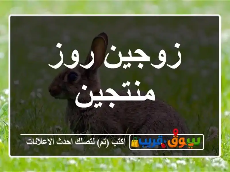 زوجين روز منتجين