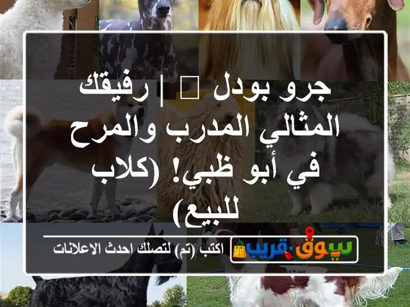 جرو بودل 🐕 | رفيقك المثالي المدرب والمرح في أبو...