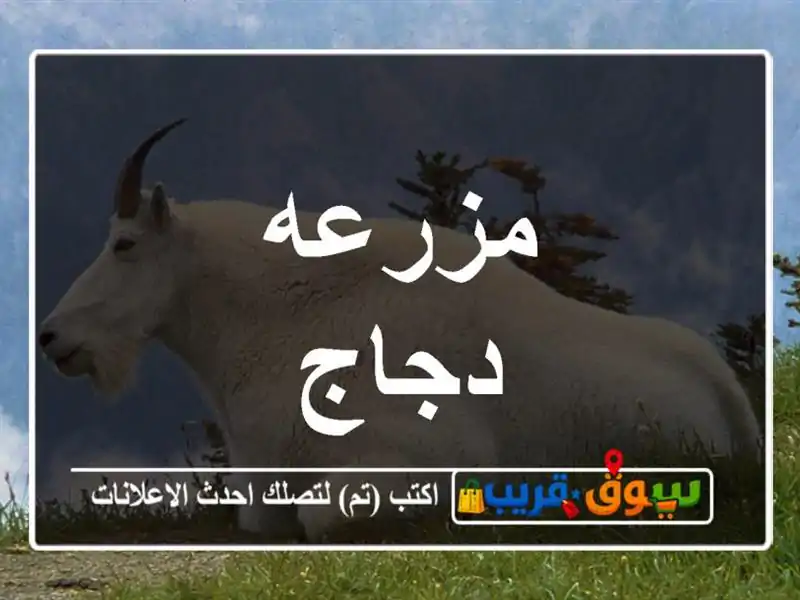 مزرعه دجاج