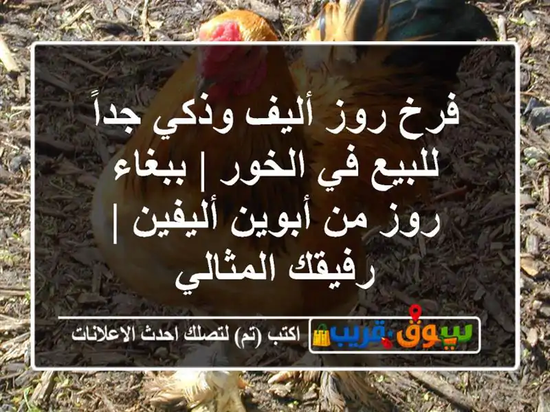 فرخ روز أليف وذكي جداً للبيع في الخور | ببغاء روز...