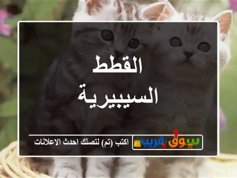 القطط السيبيرية
