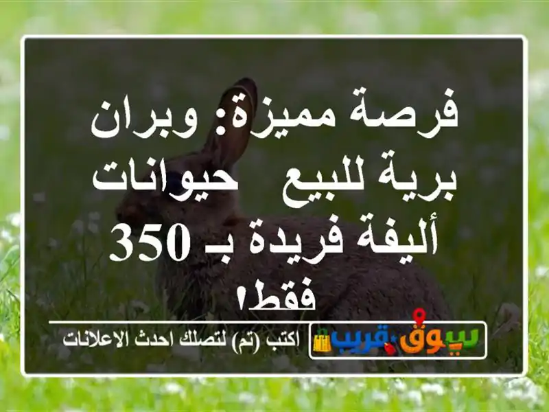 فرصة مميزة: وبران برية للبيع - حيوانات أليفة فريدة بـ...