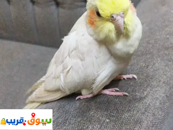 طائر نظيف جدا طائر الكروان أب عيه لدواعي السفر...