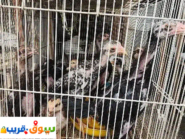 ديك أصيل للبيع: ملك الطيور بجمال أخّاذ وقوة لا...