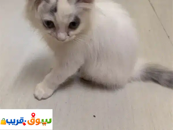 قطه شيرازيه جميله وبكامل اغراضها