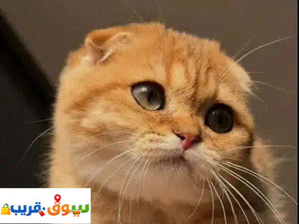 سكوتش فولد لون اورنج مميز انثى