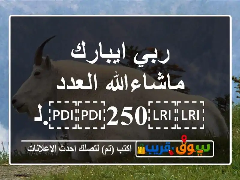 ربي ايبارك ماشاءالله العدد ⁦⁦250⁩⁩.ليبيا