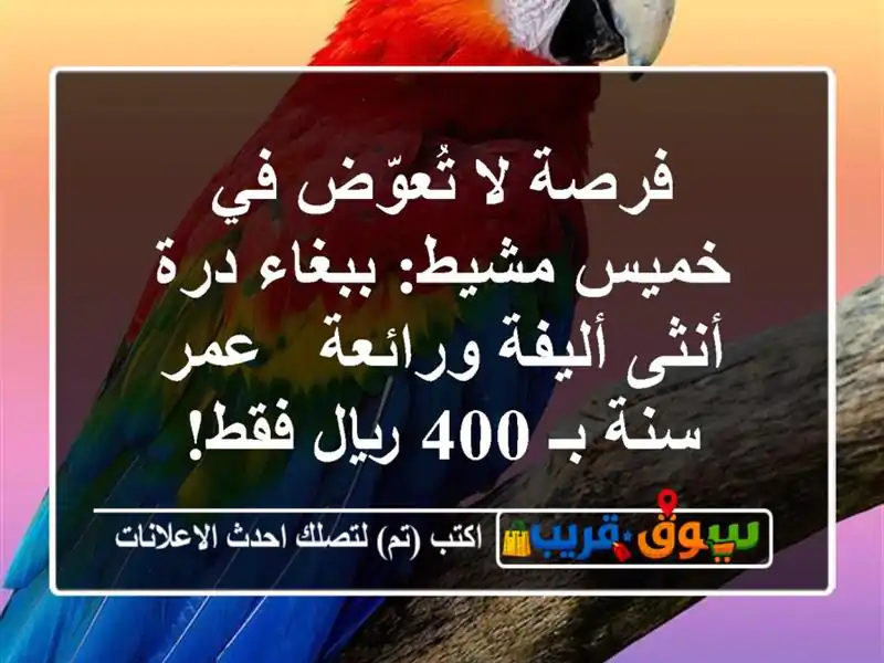 فرصة لا تُعوّض في خميس مشيط: ببغاء درة أنثى...