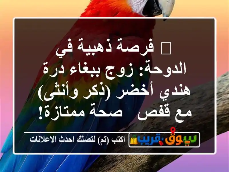 🔥 فرصة ذهبية في الدوحة: زوج ببغاء درة هندي أخضر...