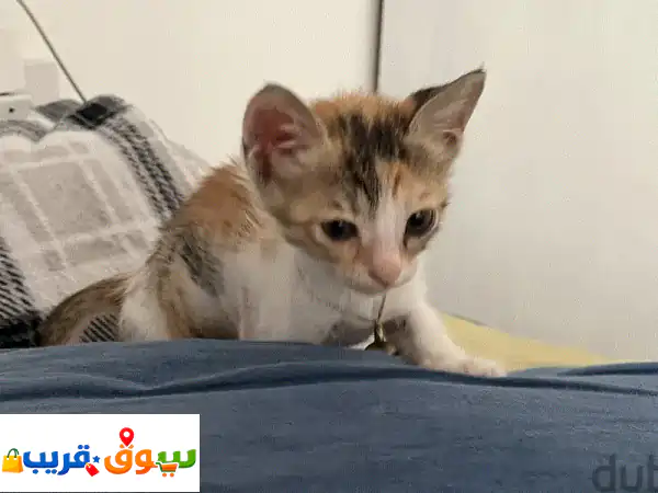 تبنى قطة صغيرة مجانية: محاربة ودودة تبحث عن منزل...