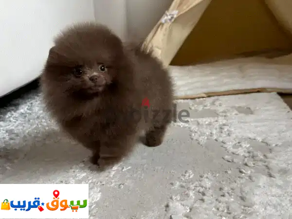 جرو بوميرانيان تي كب للبيع: رفيقك الصغير،...