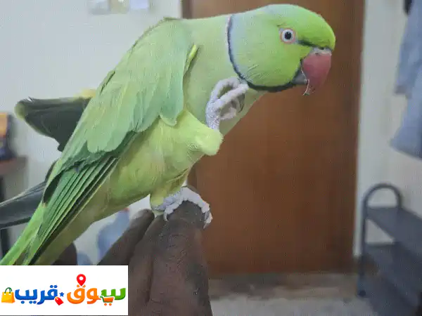 ببغاء ذكر أليف ومدرب للبيع | صحي ونظيف | رفيقك المثالي!
