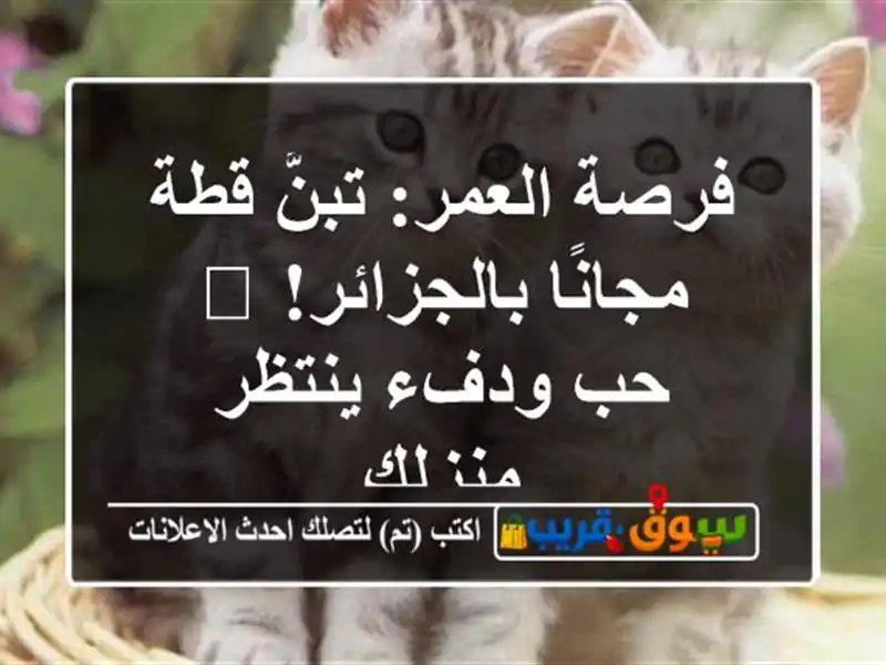 فرصة العمر: تبنَّ قطة مجانًا بالجزائر! 🐱 حب ودفء...