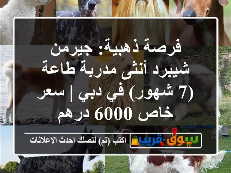 فرصة ذهبية: جيرمن شيبرد أنثى مدربة طاعة (7 شهور) في دبي...