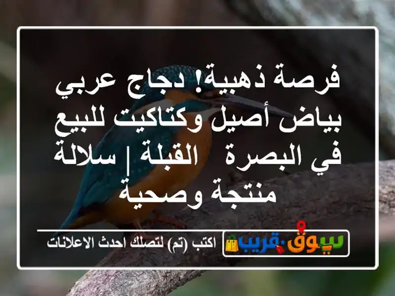 فرصة ذهبية! دجاج عربي بياض أصيل وكتاكيت للبيع...