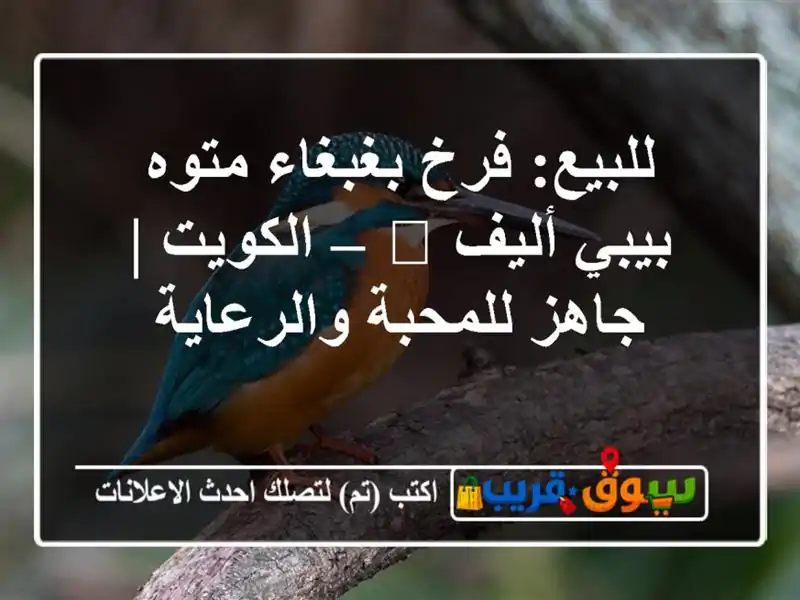 للبيع: فرخ بغبغاء متوه بيبي أليف 🐥 – الكويت |...