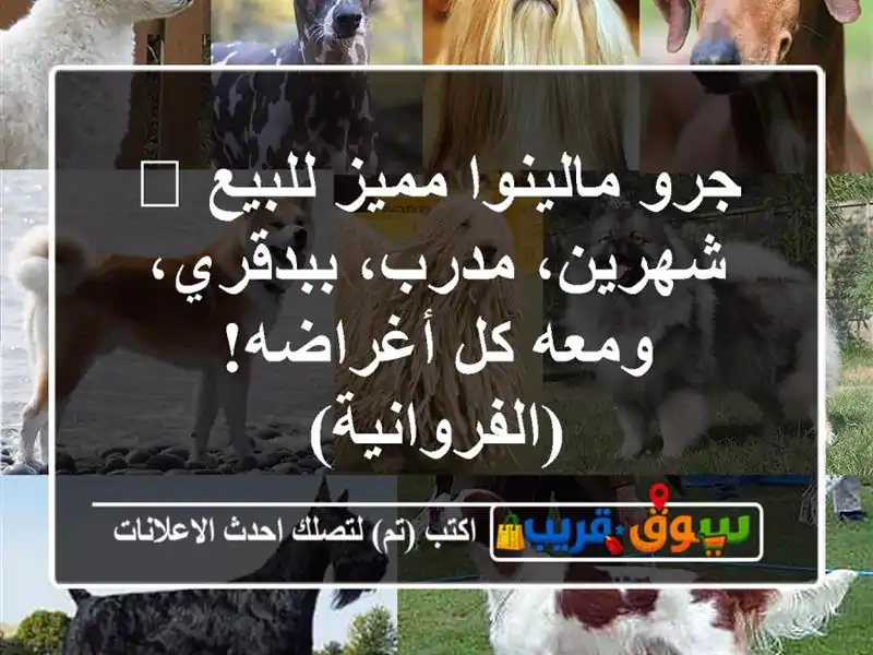 جرو مالينوا مميز للبيع 🐾 شهرين، مدرب، ببدقري، ومعه...