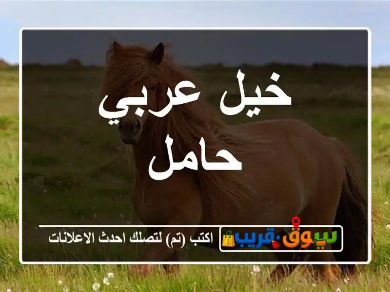خيل عربي حامل