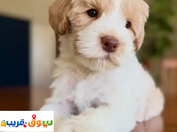 Maltipoo puppy