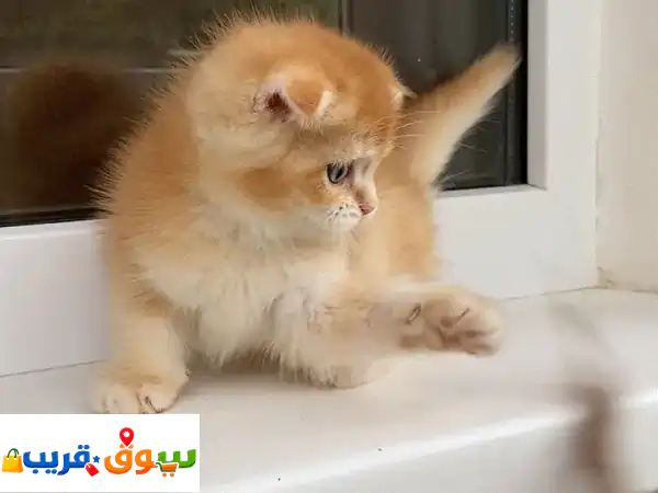 10WeekOld Scottish Fold Kittens for Sale contact us 71606839