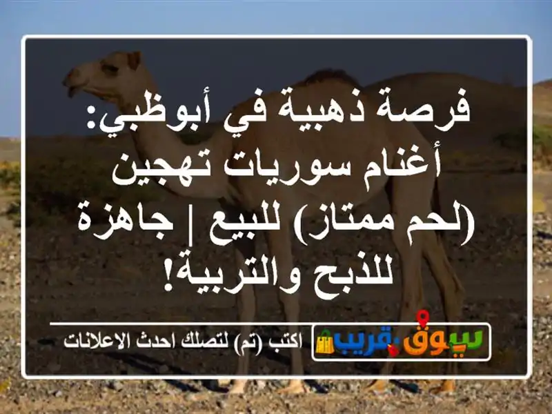 فرصة ذهبية في أبوظبي: أغنام سوريات تهجين (لحم...
