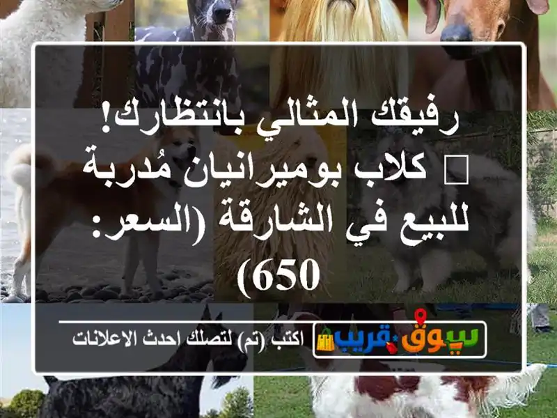 رفيقك المثالي بانتظارك! 🐾 كلاب بوميرانيان...