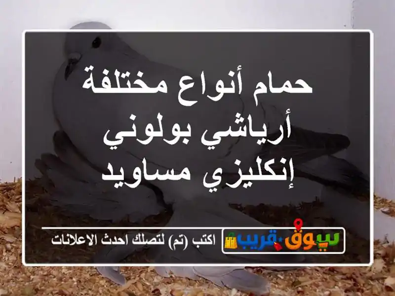 حمام أنواع مختلفة أرياشي بولوني إنكليزي مساويد