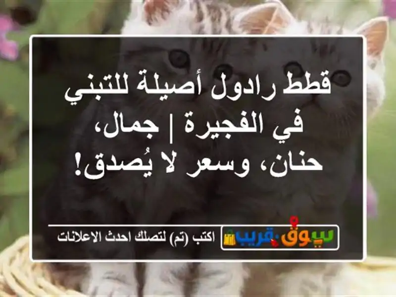 قطط رادول أصيلة للتبني في الفجيرة | جمال، حنان، وسعر...