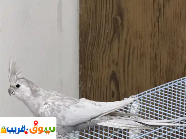 🌟 جوهرة للبيع: كوكتيل وايت فيس اميرالد نادر وصحي...