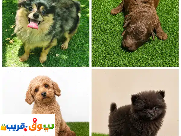 Mini toy poodle and pomernian and malties