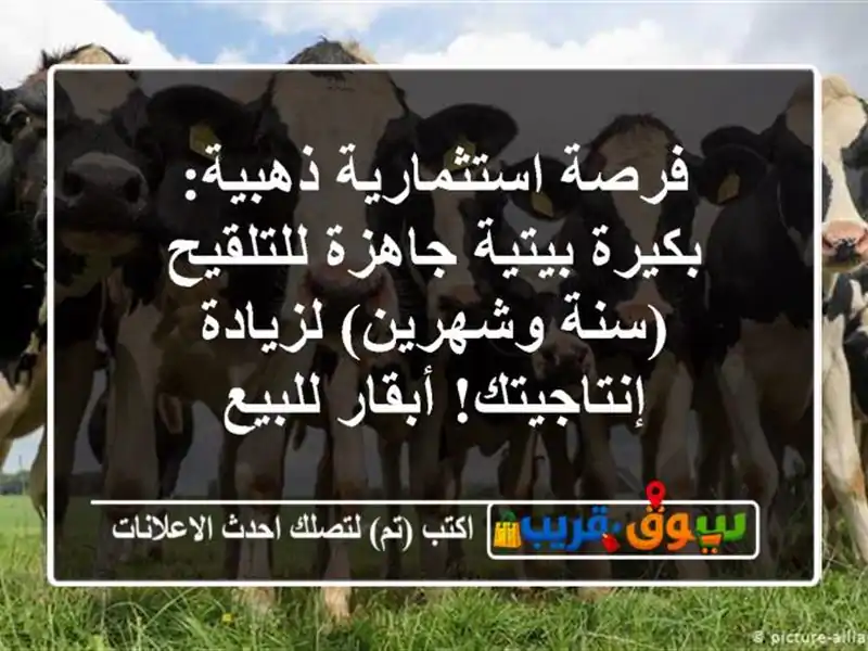 فرصة استثمارية ذهبية: بكيرة بيتية جاهزة للتلقيح...