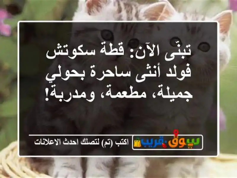 تبنَّى الآن: قطة سكوتش فولد أنثى ساحرة بحولي -...