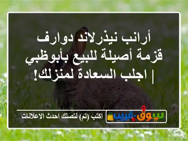 أرانب نيذرلاند دوارف قزمة أصيلة للبيع بأبوظبي |...