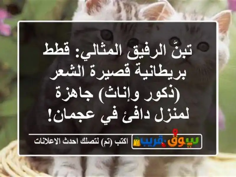 تبنَّ الرفيق المثالي: قطط بريطانية قصيرة الشعر...