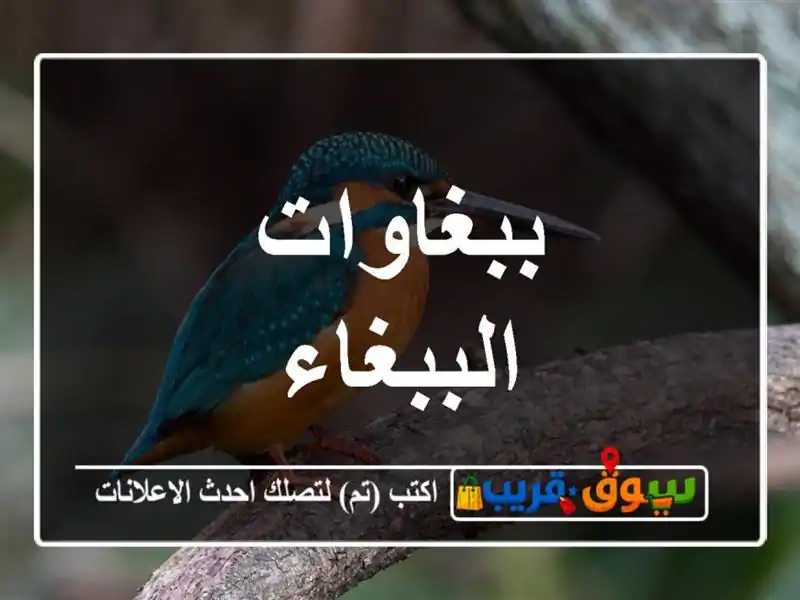 ببغاوات الببغاء
