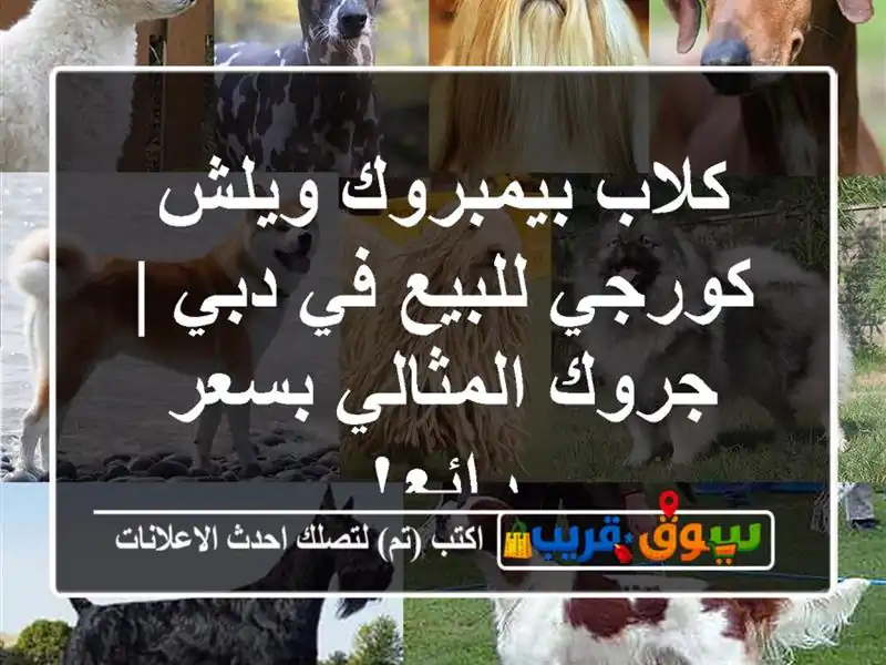 كلاب بيمبروك ويلش كورجي للبيع في دبي | جروك...
