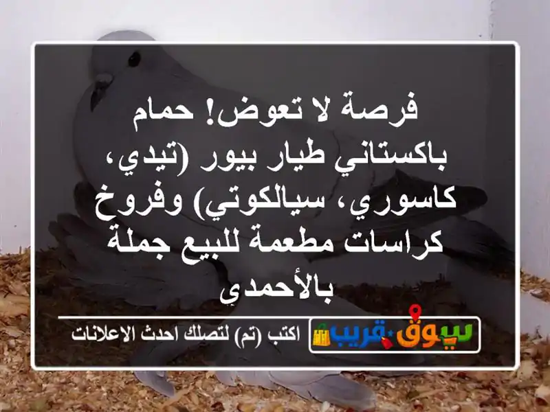 فرصة لا تعوض! حمام باكستاني طيار بيور (تيدي،...