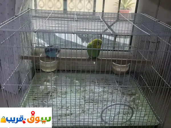عصافير حب رائعة للبيع مع قفص كبير وفاخر - رفيقك المثالي!
