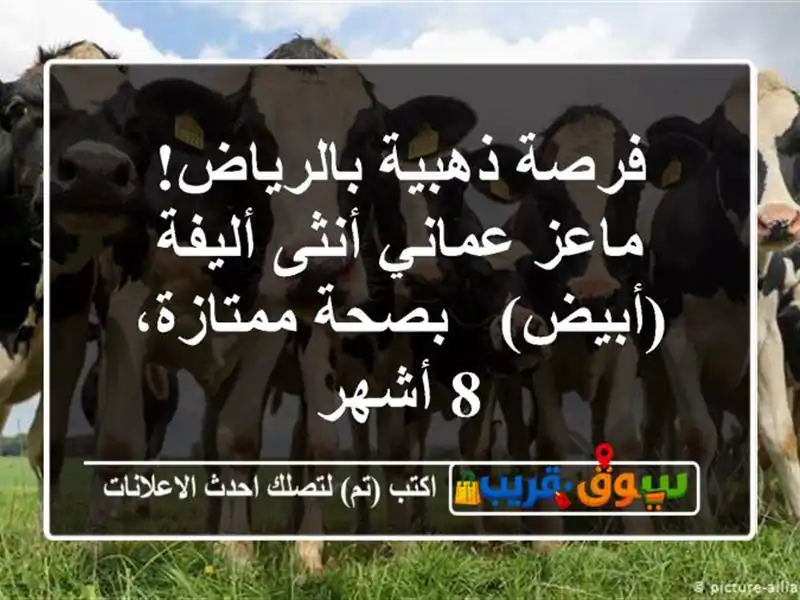 فرصة ذهبية بالرياض! ماعز عماني أنثى أليفة (أبيض) -...