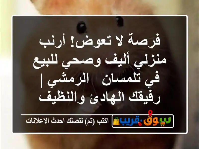 فرصة لا تعوض! أرنب منزلي أليف وصحي للبيع في تلمسان...